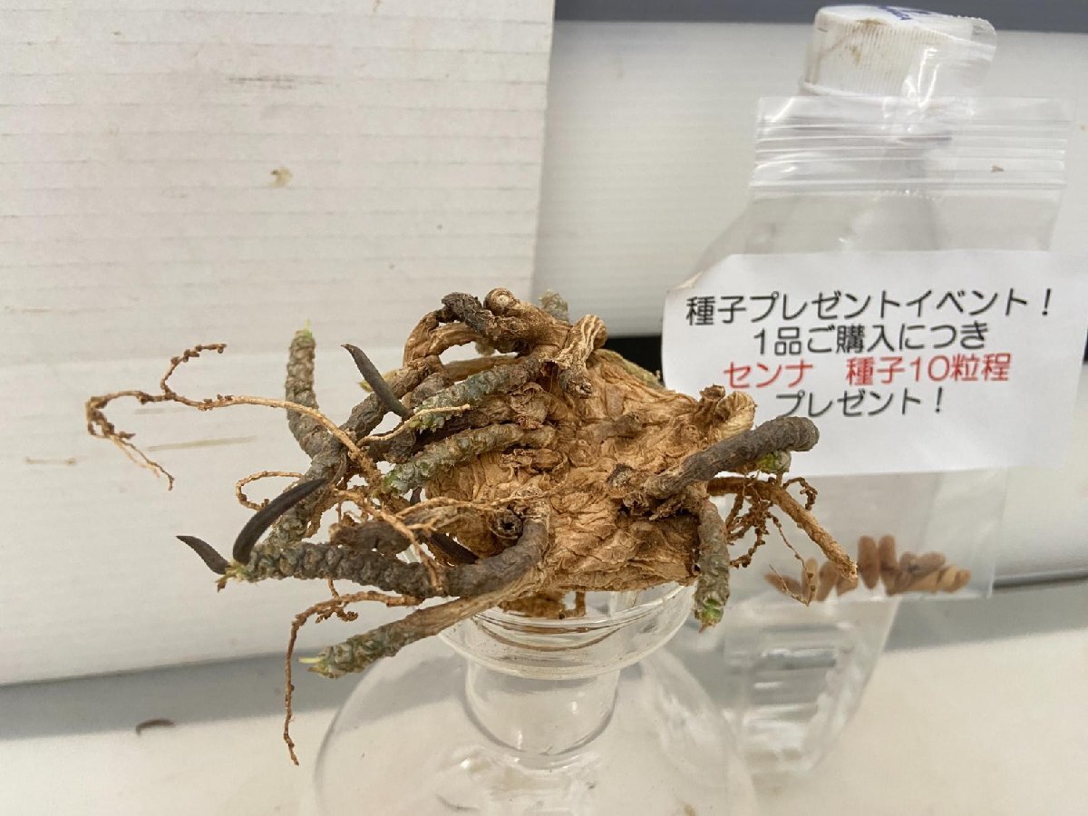 4531 「多肉植物」ユーフォルビア ワリンギアエ 抜き苗【種子プレゼントイベント開催・最新・Euphorbia waringiae】