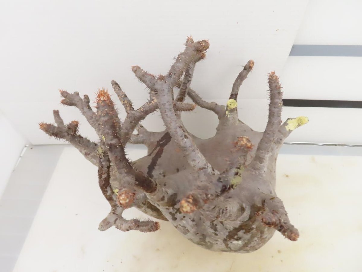 6934 「塊根植物」パキポディウム グラキリスL 抜き苗【最新到着・gracilius・根切確認済・マダガスカル】