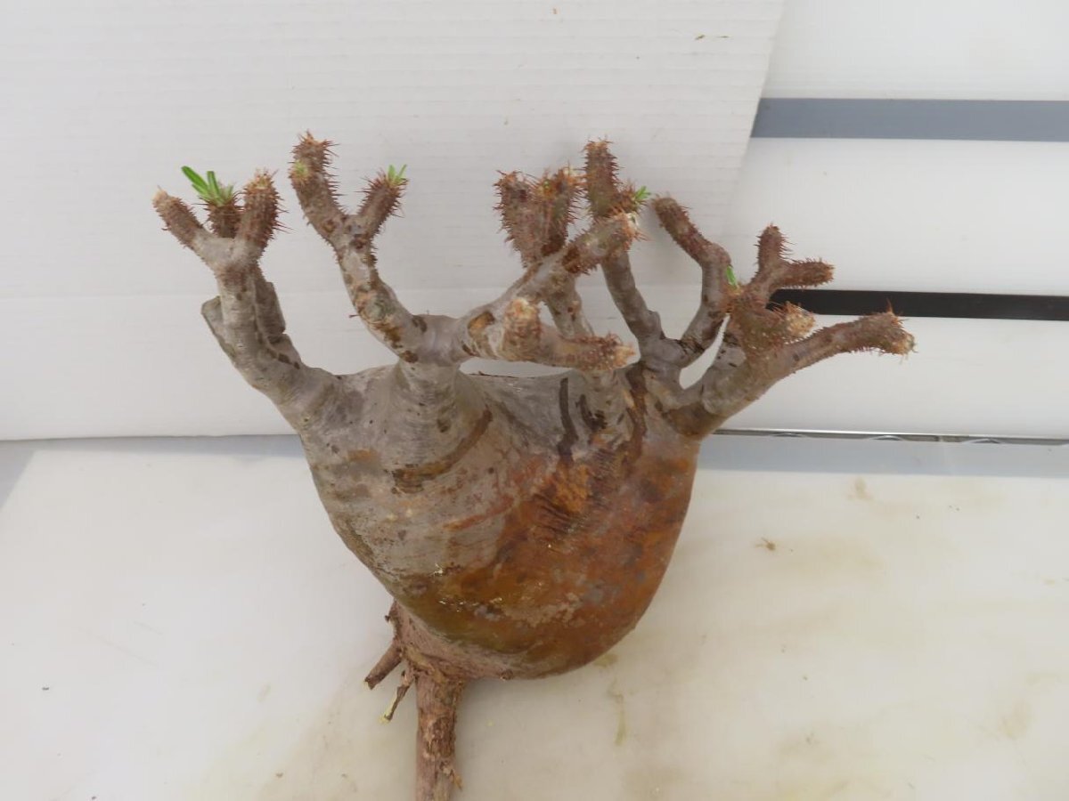 6927 「塊根植物」パキポディウム グラキリスL 抜き苗【最新到着・gracilius・根切確認済・マダガスカル】