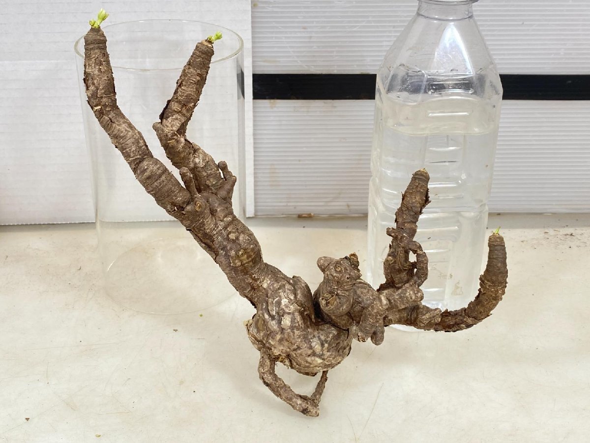6421 「多肉植物」ユーフォルビア イトレメンシス　抜き苗【最新到着・Euphorbia itremensis・塊根植物・マダガスカル】