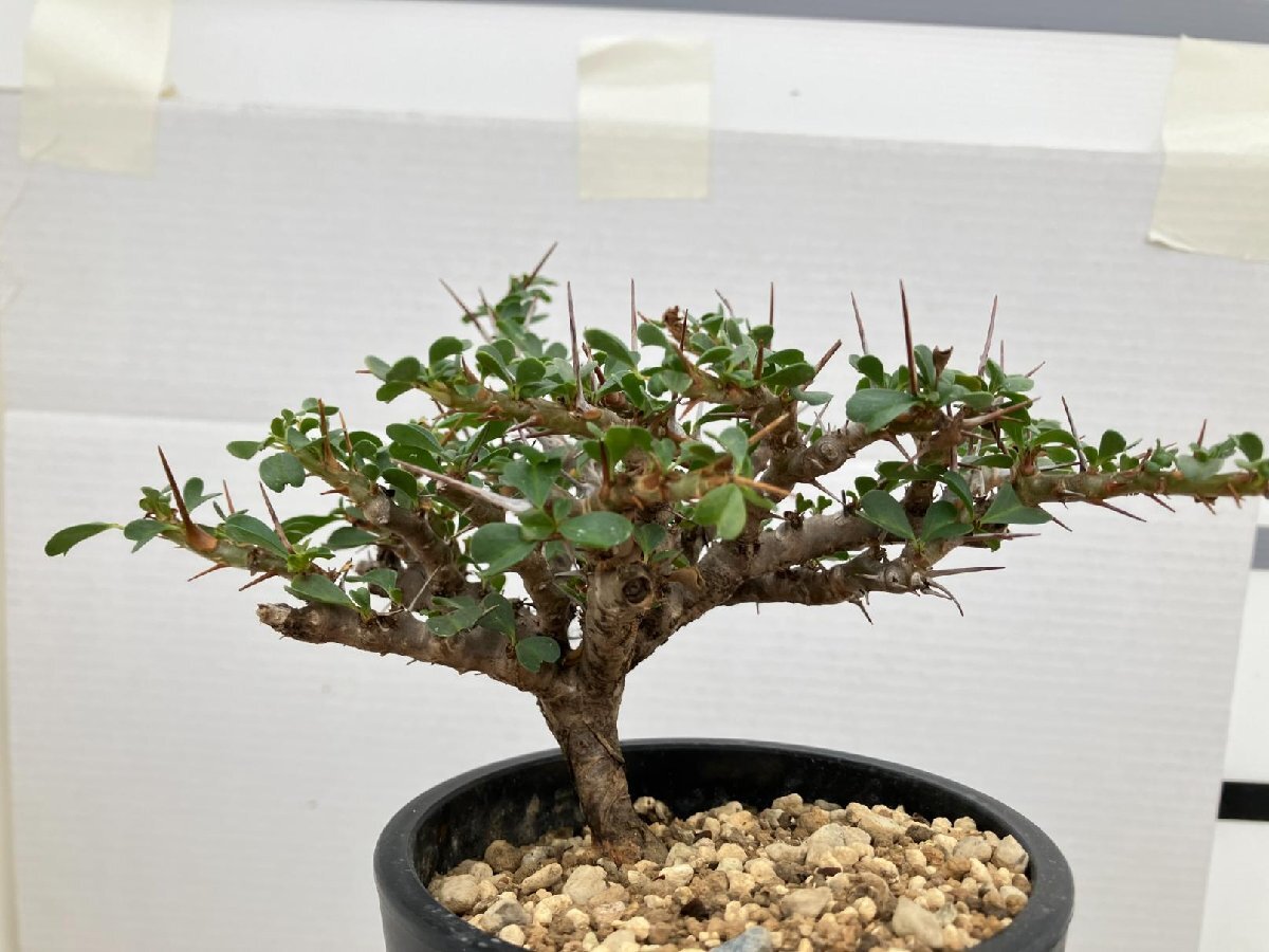 3225 「多肉植物」サルコカウロン バンデリエティアエ 植え【発根開始・Sarcocaulon vanderietiae・塊根植物】