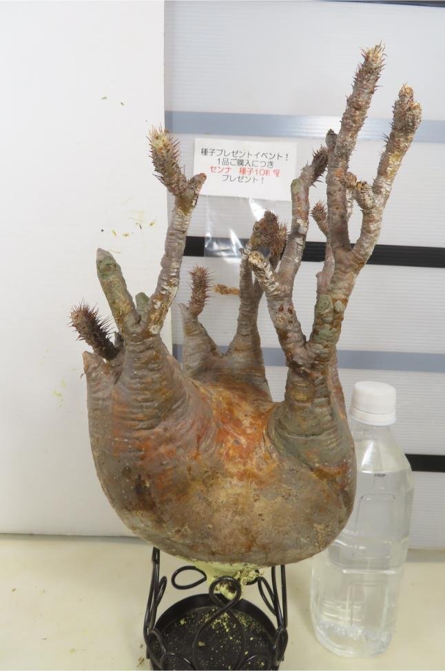 4944 「塊根植物」パキポディウム グラキリスL 抜き苗【種子プレゼントイベント開催・最新・gracilius・根切確認済】