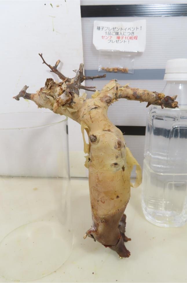 5143 「塊根植物」 コミフォラ カタフ ピュア 抜き苗【種子プレゼントイベント開催・Commiphora kataf pure・最新到着】