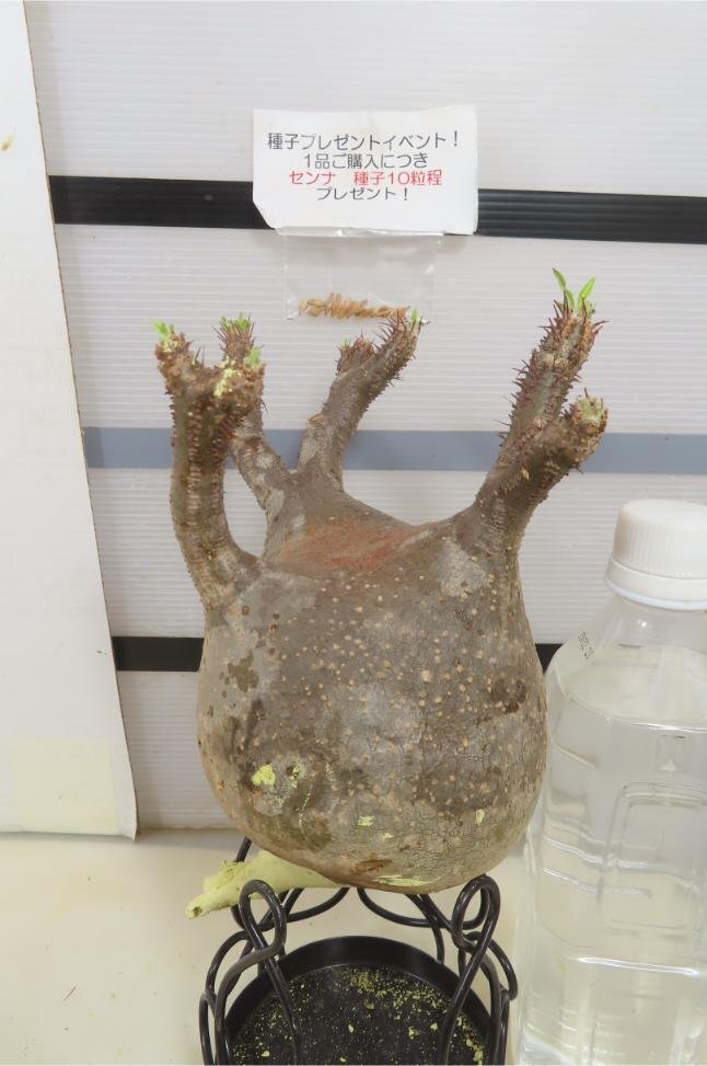 5121 「塊根植物」パキポディウム グラキリスM 抜き苗【種子プレゼントイベント開催・最新・gracilius・根切確認済】