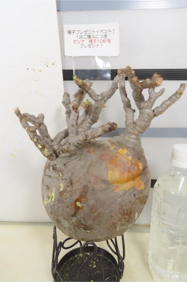 4965 「塊根植物」パキポディウム グラキリスL 抜き苗【種子プレゼントイベント開催・最新・gracilius・根切確認済】