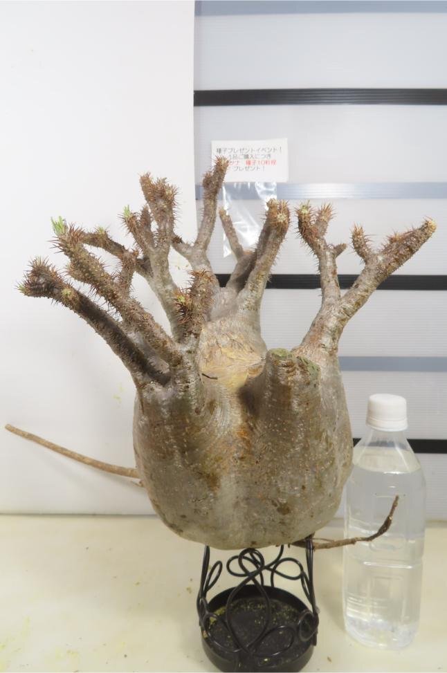4947 「塊根植物」パキポディウム グラキリスL 抜き苗【種子プレゼントイベント開催・最新・gracilius・根切確認済】