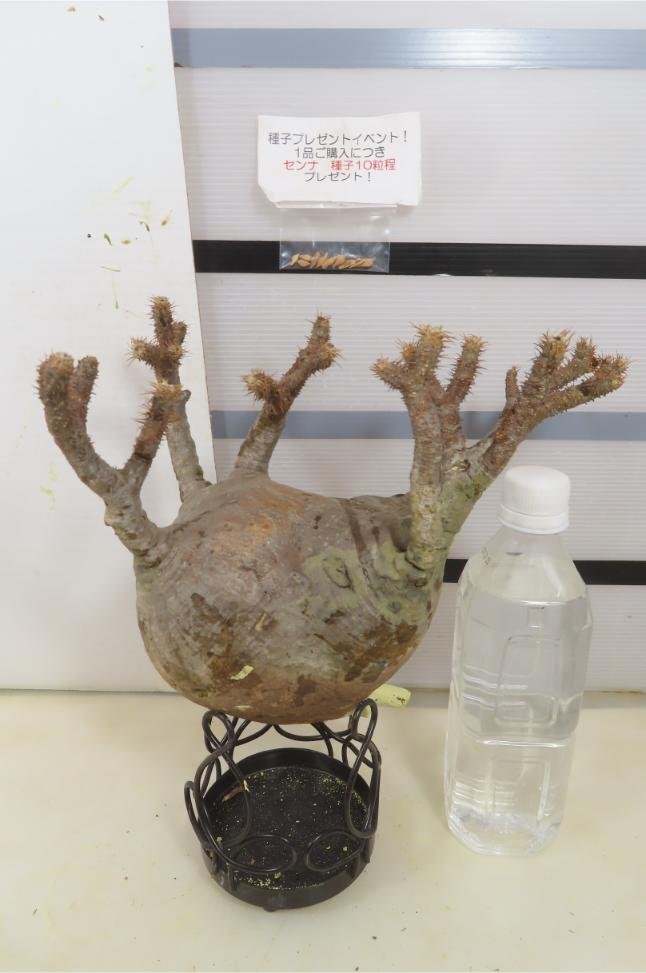 5114 「塊根植物」パキポディウム グラキリスM 抜き苗【種子プレゼントイベント開催・最新・gracilius・根切確認済】