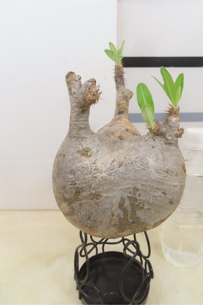 7043 「塊根植物」パキポディウム グラキリス　L 抜き苗【gracilius・根切確認済・マダガスカル】