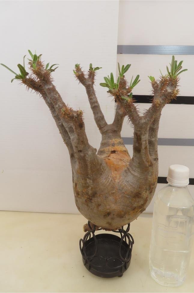 9456 「塊根植物」パキポディウム グラキリスM 抜き苗【gracilius・根切確認済・マダガスカル】