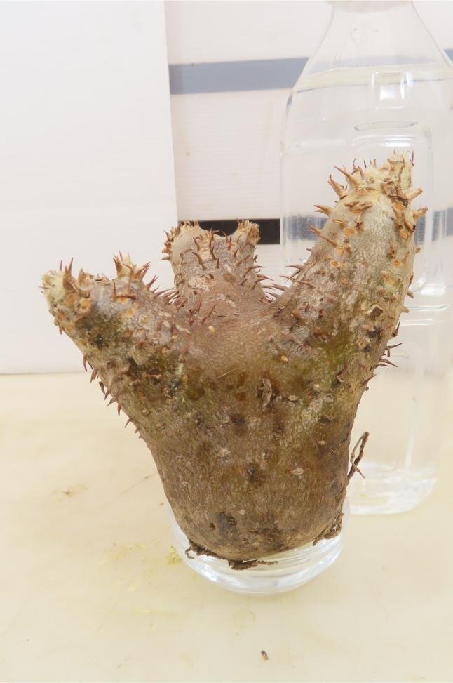 9347 「塊根植物」パキポディウム イノピナツムS 抜き苗【そろそろ植えます・inopinatum・根切確認済・マダガスカル】
