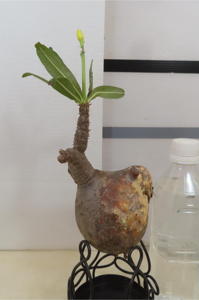 9371 「塊根植物」パキポディウム グラキリス S 抜き苗【gracilius・根切確認済・マダガスカル】