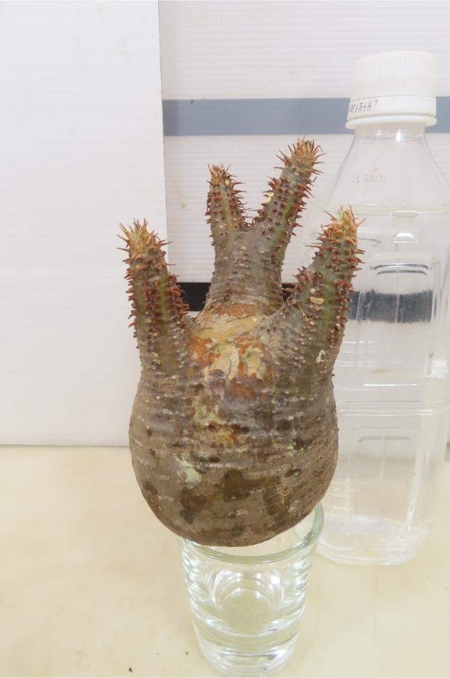 9329 「塊根植物」パキポディウム グラキリスS 抜き苗【gracilius・根切確認済・マダガスカル】