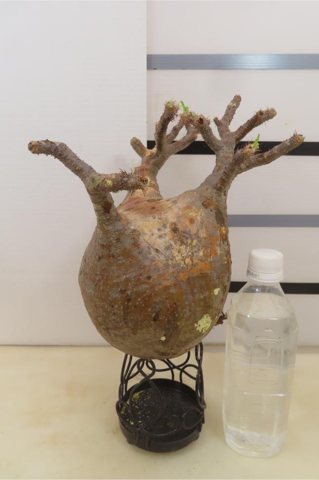 9308 「塊根植物」パキポディウム グラキリス　L 抜き苗【最新到着・gracilius・根切確認済・マダガスカル】