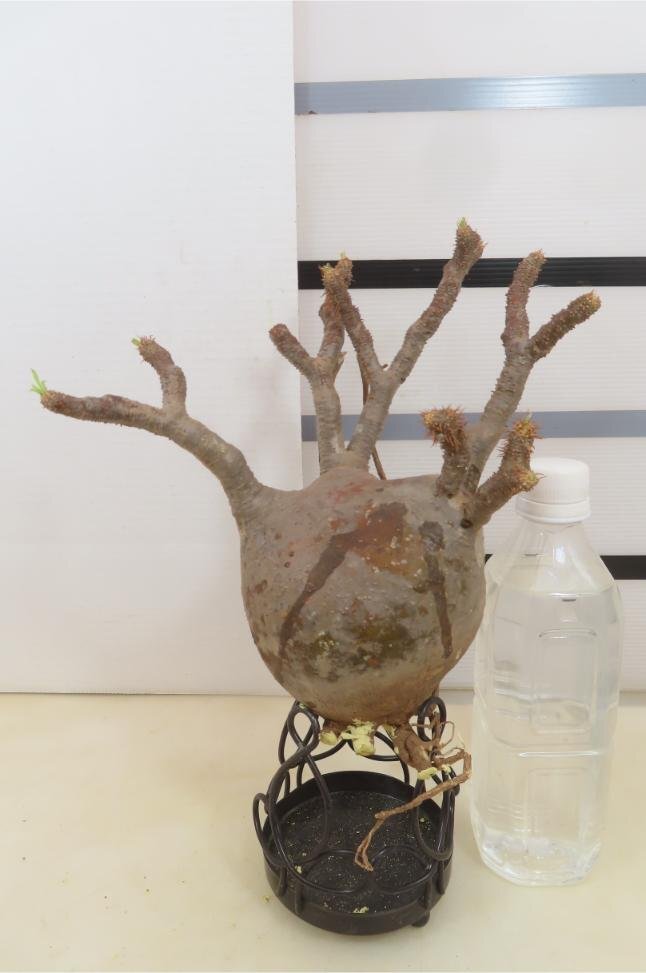 3070 「塊根植物」パキポディウム グラキリスM 抜き苗【最新・gracilius・根切確認済・マダガスカル】