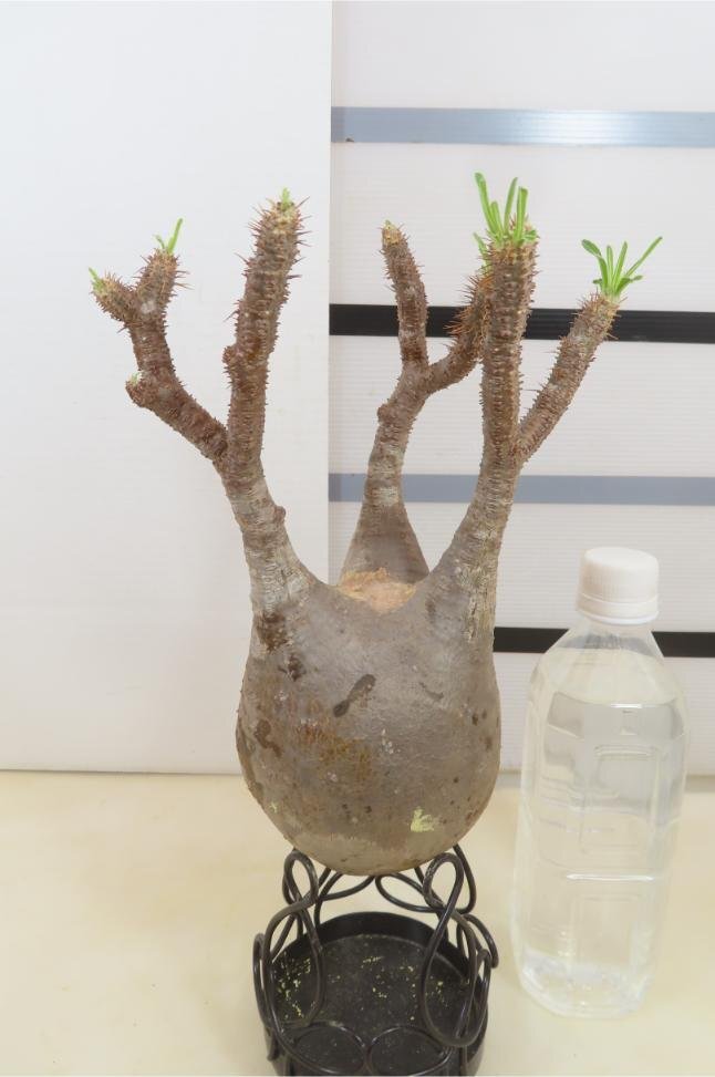 3054 「塊根植物」パキポディウム グラキリスM 抜き苗【最新・gracilius・根切確認済・マダガスカル】