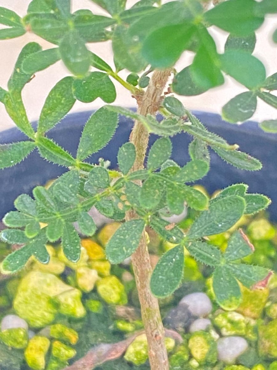5610 「実生株」オペルクリカリア ヒファエノイデス【種から発芽！・発根株・Operculicarya hyphaenoides・塊根植物】