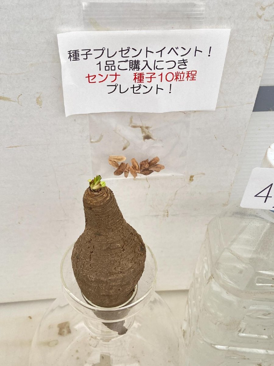 4357 「多肉植物】ユーフォルビア フィッシュスケール 抜き苗【種子プレゼントイベント開催・最新・Euphorbia fish bone】