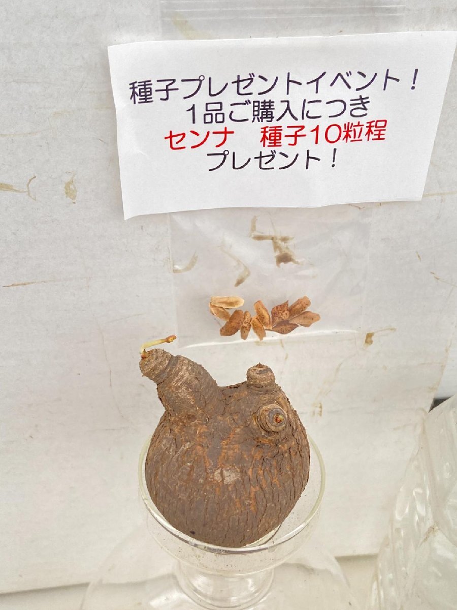 4382 「多肉植物】ユーフォルビア スパポダ 抜き苗【種子プレゼントイベント開催・最新・Euphorbia subapoda・スパポーダ】