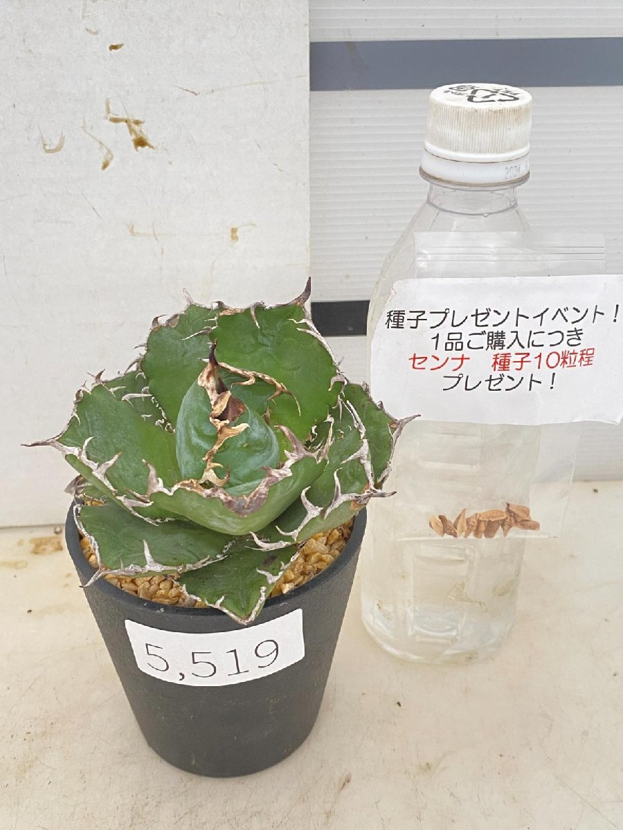 5519 「多肉植物F」アガベ チタノタ 白鯨 【種子プレゼントイベント開催・発根・多肉植物・Agave Titanota White Whale】