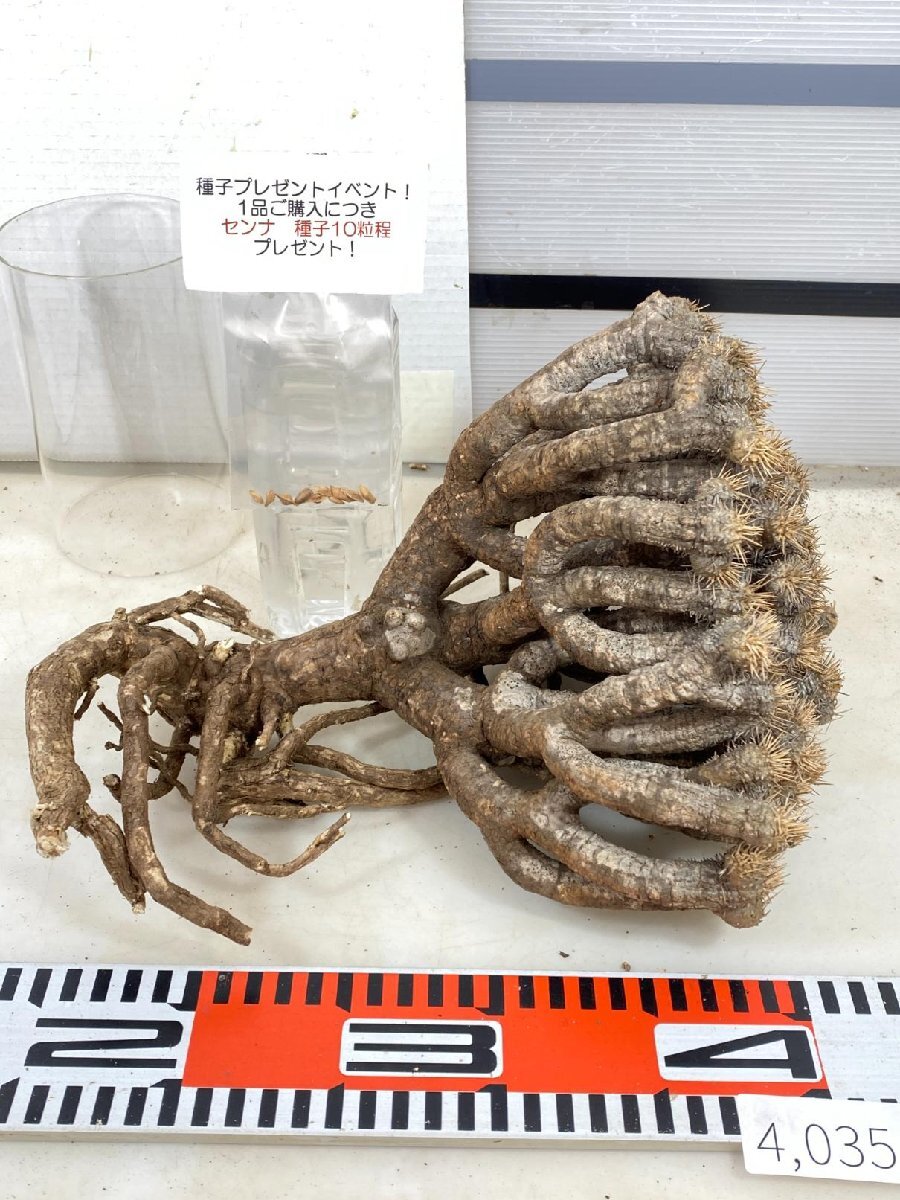 4035 「多肉植物」ユーフォルビア ギラウミニアナ 抜き苗【種子プレゼントイベント開催・最新・Euphorbia guillauminiana】