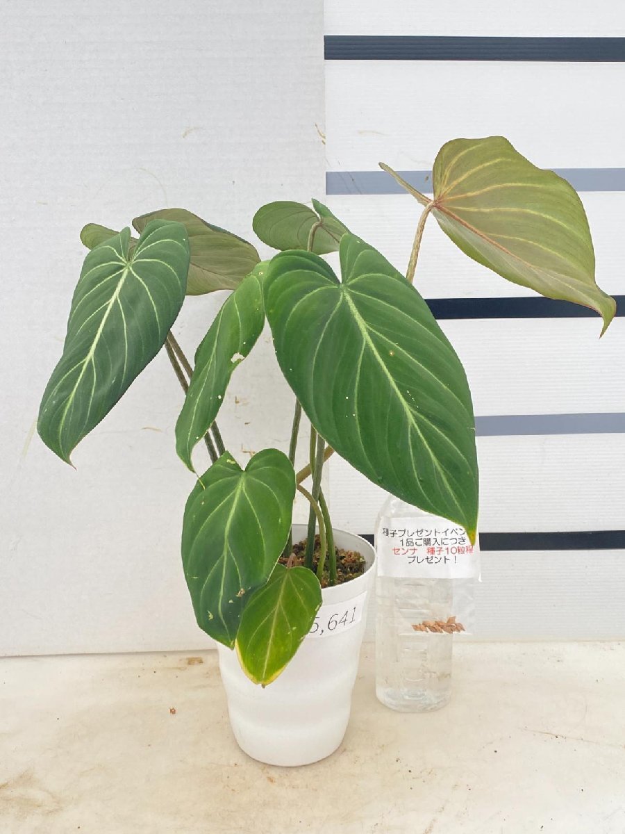 5641 「観葉植物」フィロデンドロン グロリオーサム 植え【種子プレゼントイベント開催・Philodendron Gloriosum】