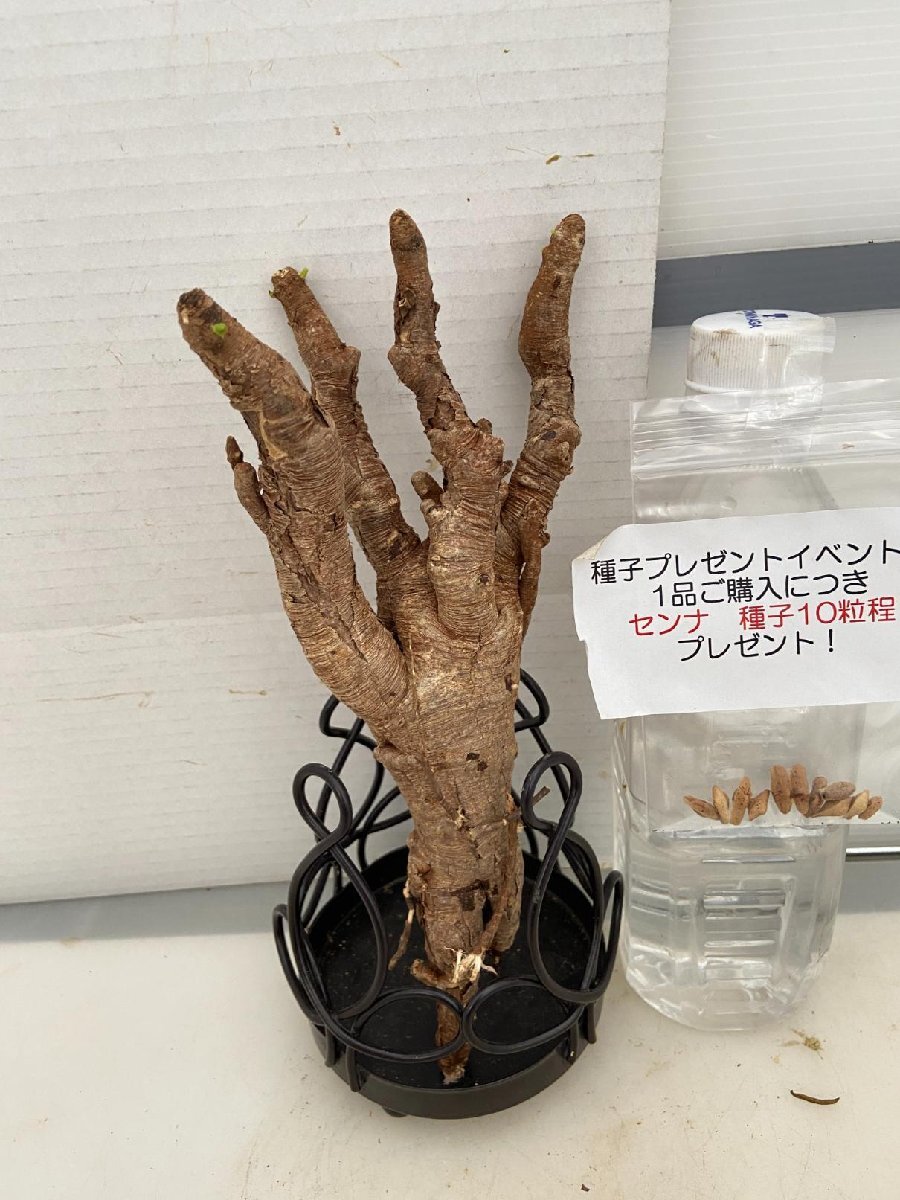 4566 「多肉植物」ユーフォルビア イトレメンシス　抜き苗【種子プレゼントイベント開催・最新・Euphorbia itremensis・塊根植物】