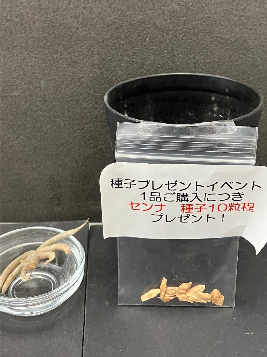 4640 「エアプランツ」tillandsia gilliesi × tenebra 抜き苗【種子プレゼントイベント開催・希少・チランジア】