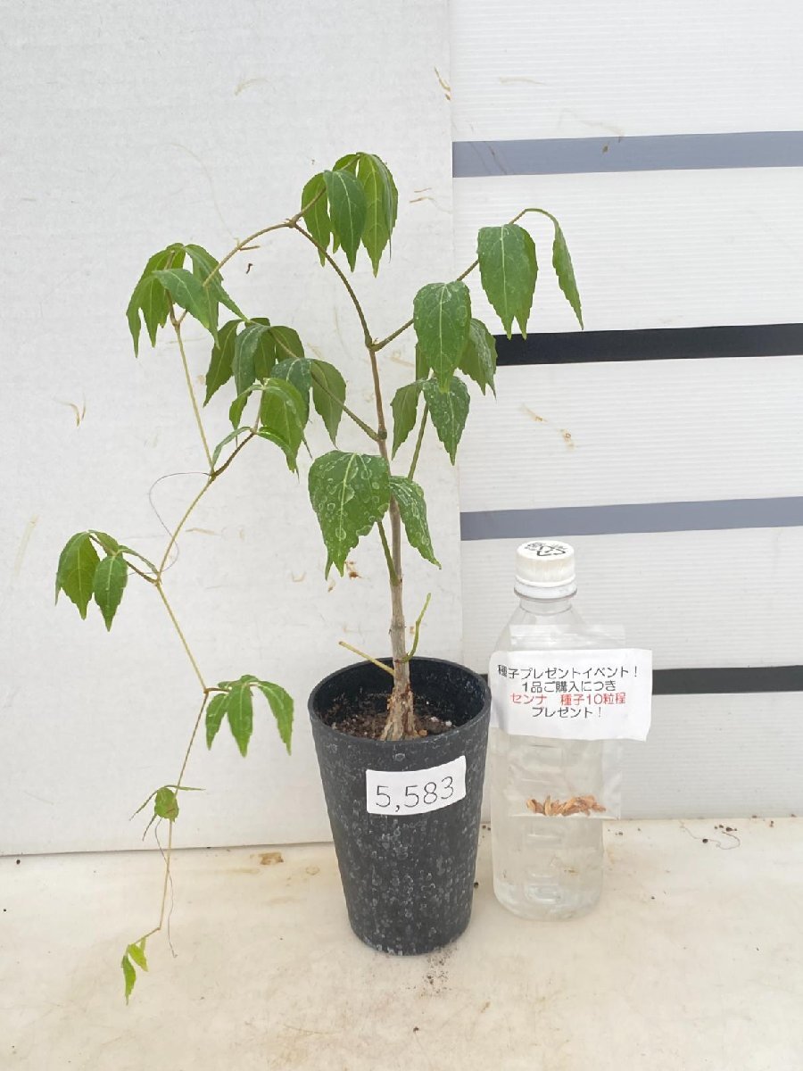 5583 「実生」キフォステンマ ラザ【種子プレゼントイベント開催・発根・Cyphostemma laza・塊根植物】
