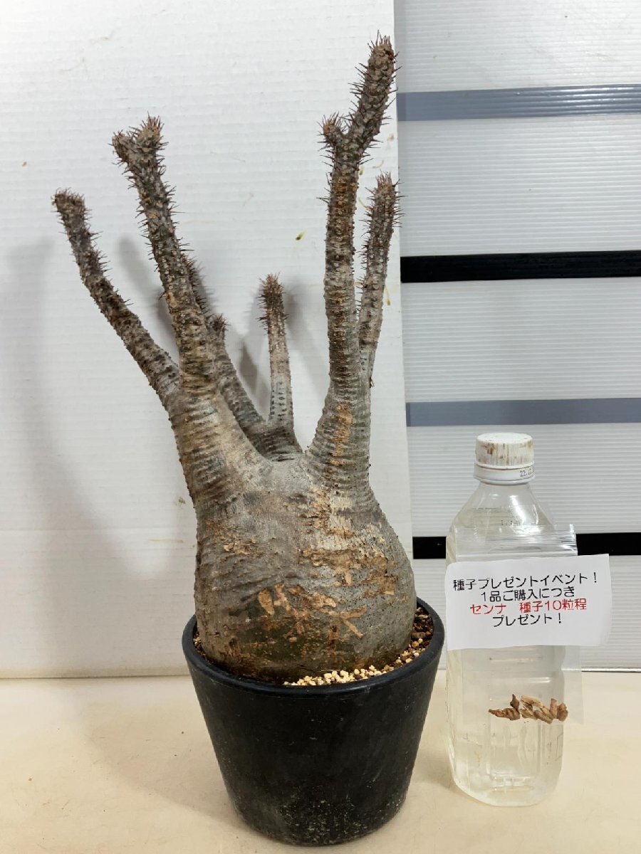 4605 「塊根植物」パキポディウム グラキリス ML-L 植え【種子プレゼントイベント開催・発根・gracilius】