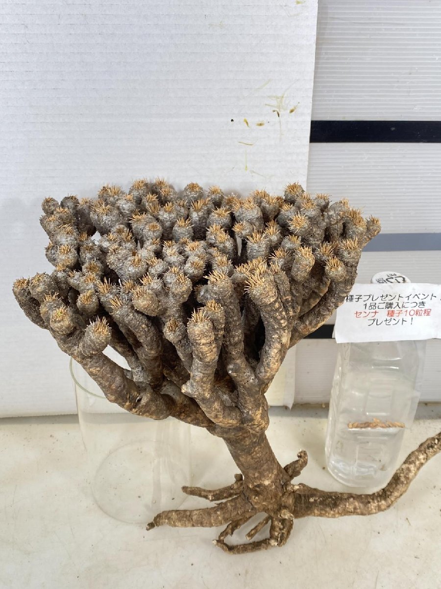 4039 「多肉植物」ユーフォルビア ギラウミニアナ 抜き苗【種子プレゼントイベント開催・最新・Euphorbia guillauminiana】