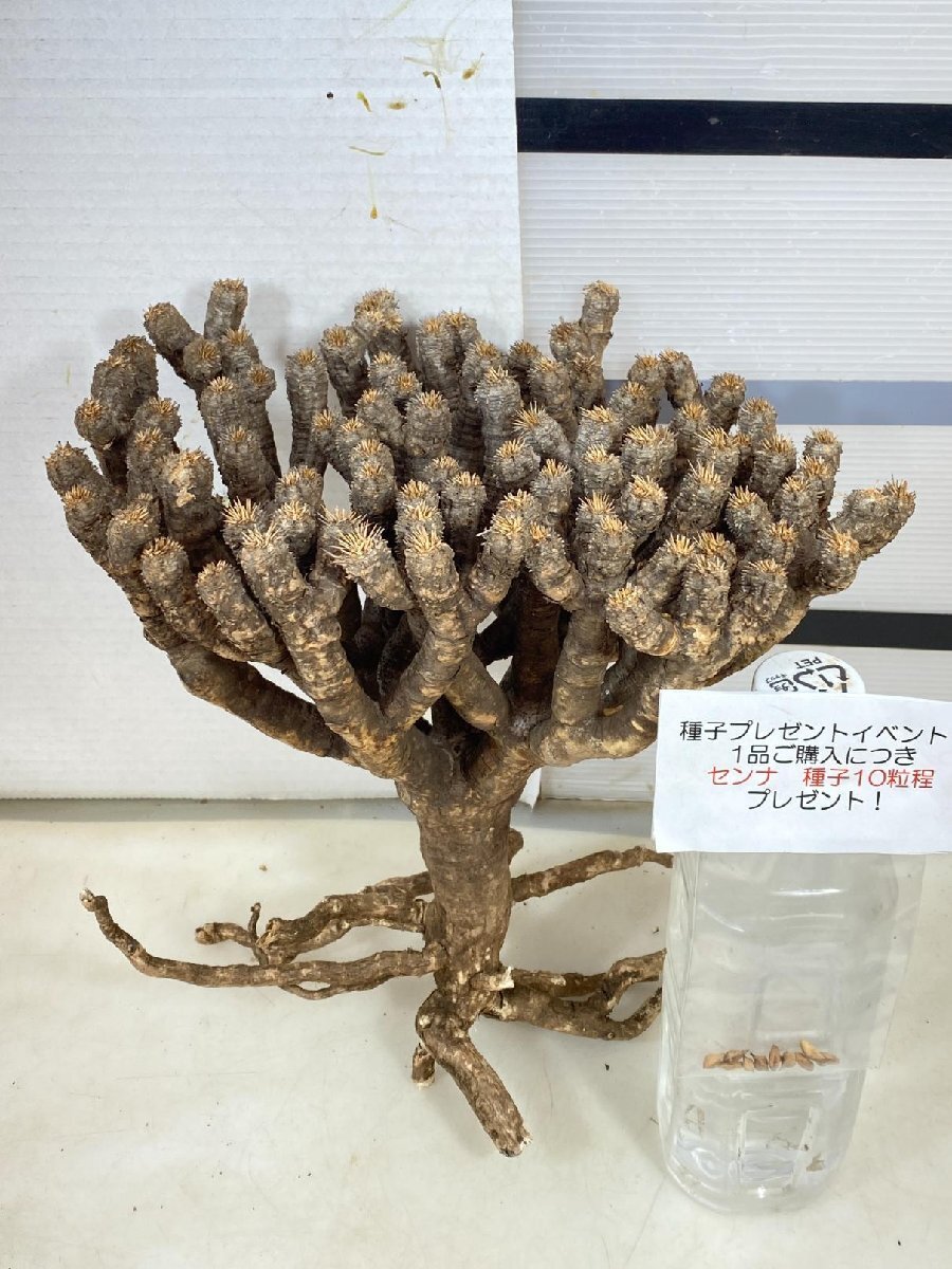 4005 「多肉植物」ユーフォルビア ギラウミニアナ 抜き苗【種子プレゼントイベント開催・最新・Euphorbia guillauminiana】