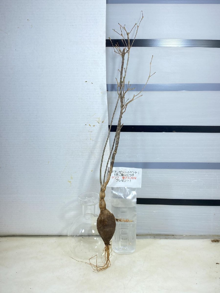 4047 「塊根植物」ユーフォルビア ヘディオトイデス　抜き苗【種子プレゼントイベント開催・最新・多肉植物・Euphorbia hedyotoides】