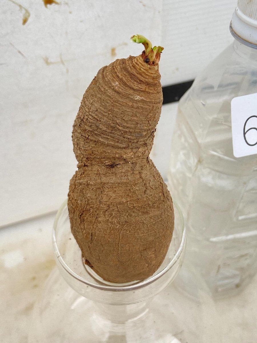 6695 「多肉植物】ユーフォルビア フィッシュスケール 抜き苗【最新到着・Euphorbia fish bone・マダガスカル】