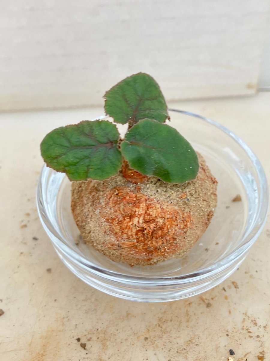 6040 「塊根植物」ドルステニア エレンベッキアナ 抜き苗【畑地植え株・未発根・Dorstenia ellenbeckiana・多肉植物】