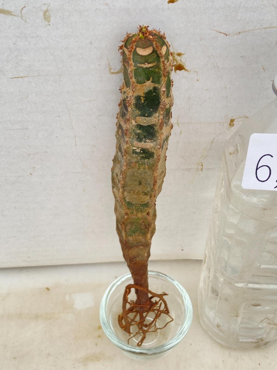 6613 「多肉植物」ユーフォルビア ネオフンベルティ　抜き苗【最新到着・Euphorbia neohumbertii・噴炎竜・マダガスカル】