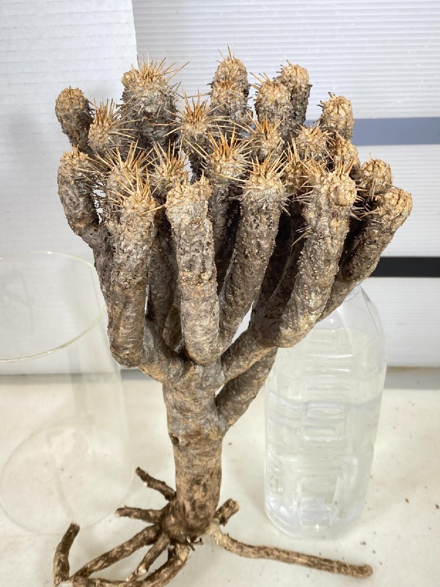 6318 「多肉植物」ユーフォルビア ギラウミニアナ　抜き苗【最新到着・Euphorbia guillauminiana・マダガスカル】