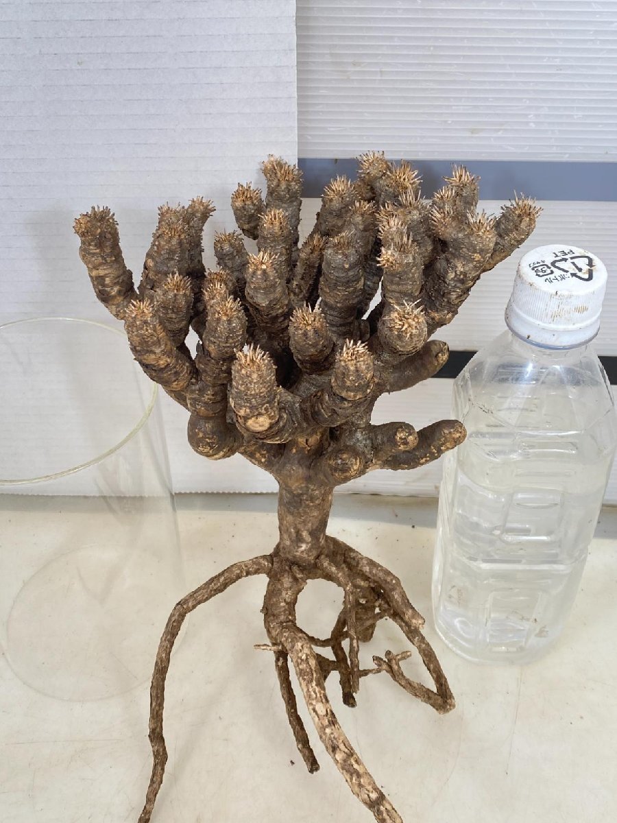 6335 「多肉植物」ユーフォルビア ギラウミニアナ　抜き苗【最新到着・Euphorbia guillauminiana・マダガスカル】