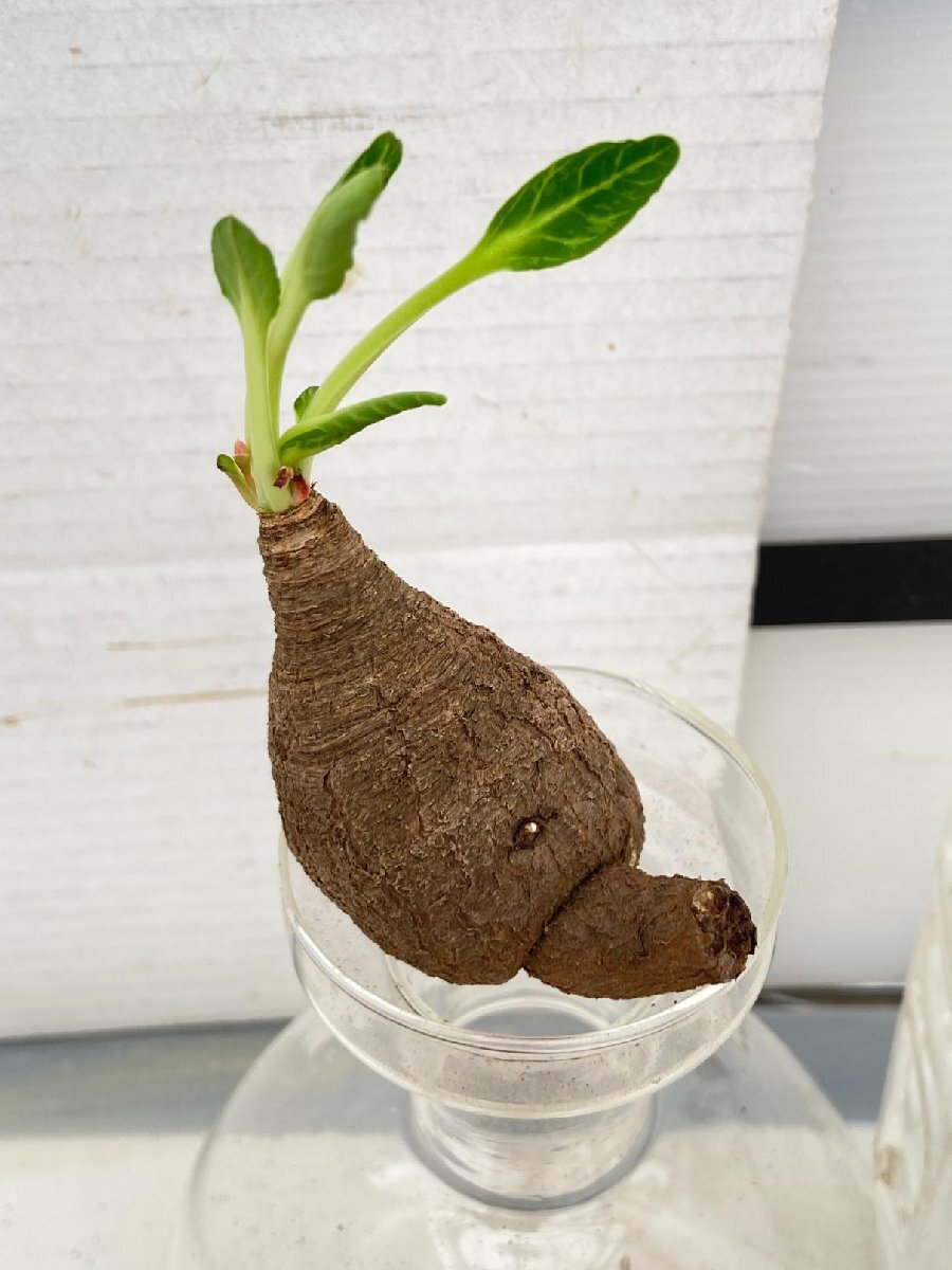 8466 「多肉植物】ユーフォルビア フィッシュスケール 抜き苗【最新到着・Euphorbia fish bone・マダガスカル】