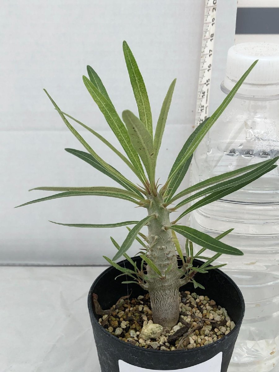 8701 「実生」パキポディウム グラキリス【種から発芽・発根・マダガスカル・Pachypodium gracilius】
