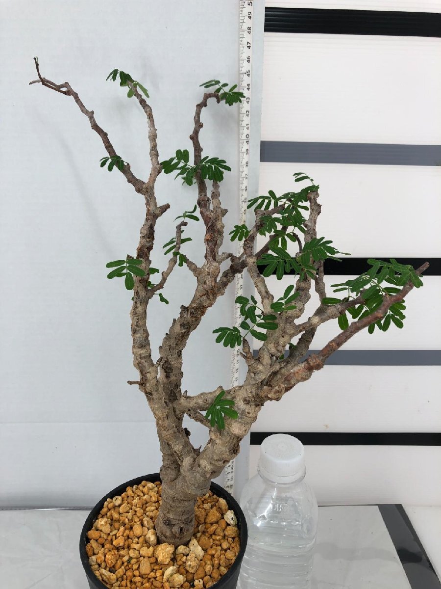 8706 「塊根植物」センナ メリディオナリス 植え【発根開始・芽吹き開始・Senna meridionalis】