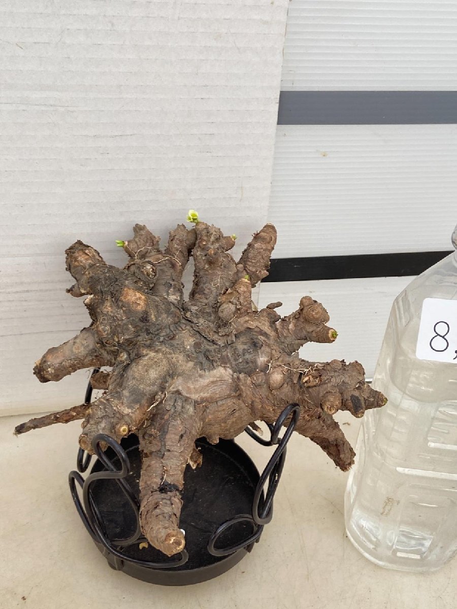 8374 「多肉植物」ユーフォルビア イトレメンシス　抜き苗【最新到着・Euphorbia itremensis・塊根植物・マダガスカル】