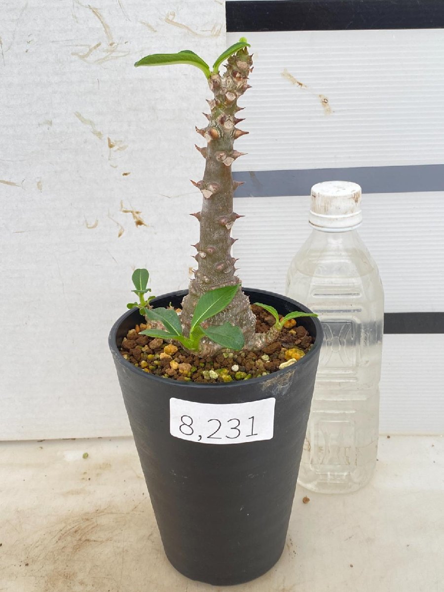 8231 「実生」パキポディウム ウィンゾリ 植え【種から発芽・発根・Pachypodium windsorii・安定開始】