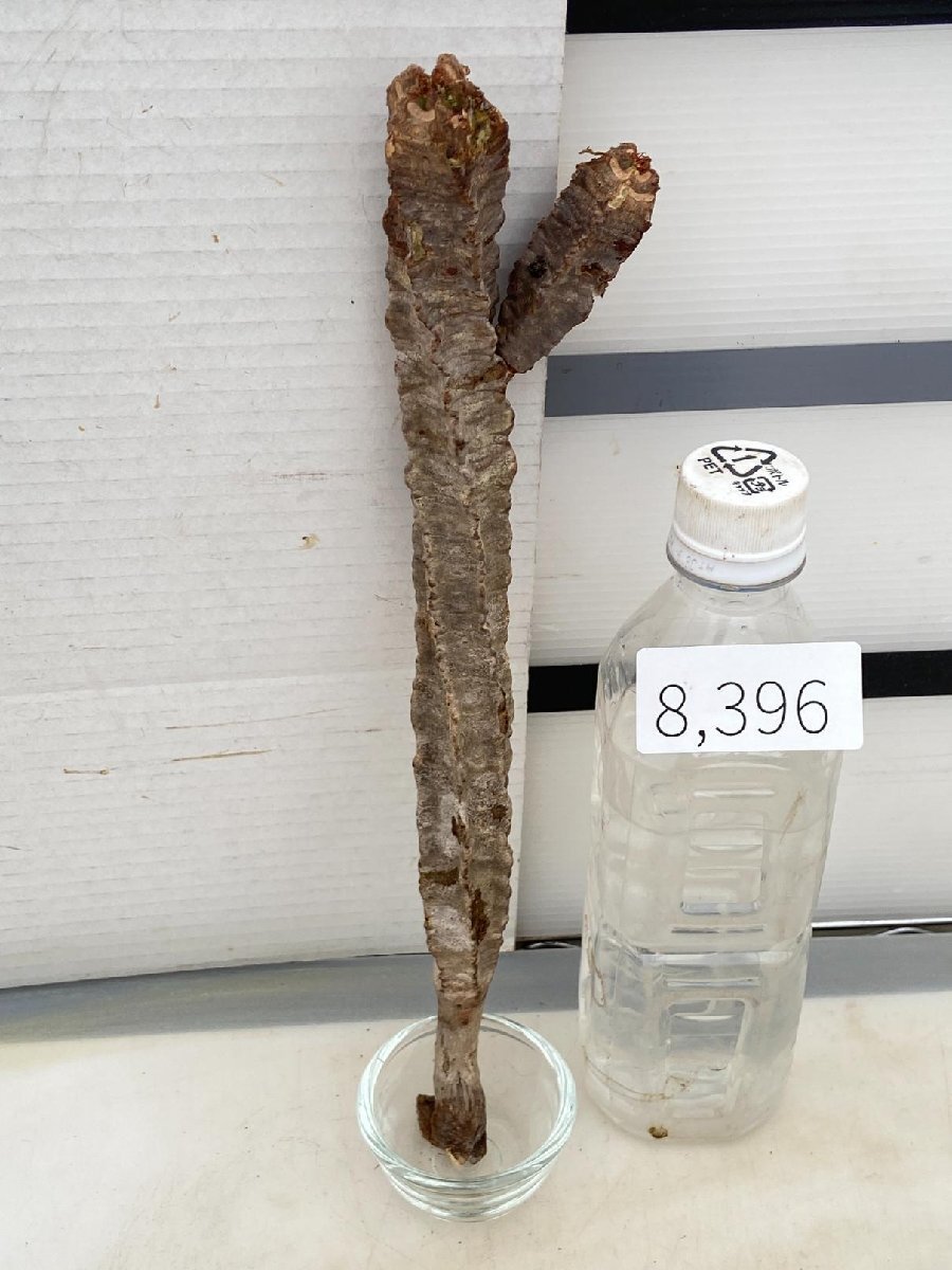 8396 「多肉植物」ユーフォルビア ネオフンベルティ 抜き苗【最新到着・Euphorbia neohumbertii・噴炎竜・マダガスカル】