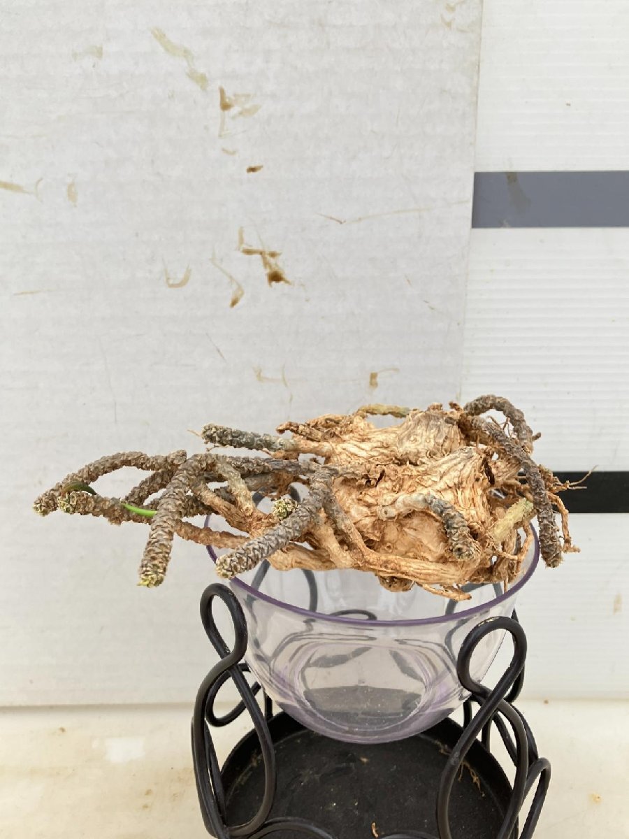 9683 「多肉植物」ユーフォルビア ワリンギアエ　抜き苗【最新・Euphorbia waringiae】