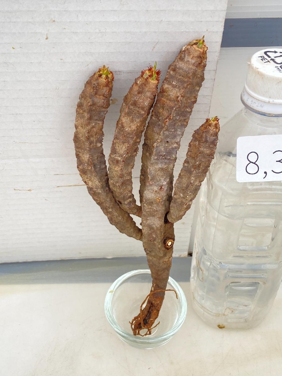 8378 「多肉植物」ユーフォルビア ネオフンベルティ 抜き苗【最新到着・Euphorbia neohumbertii・噴炎竜・マダガスカル】