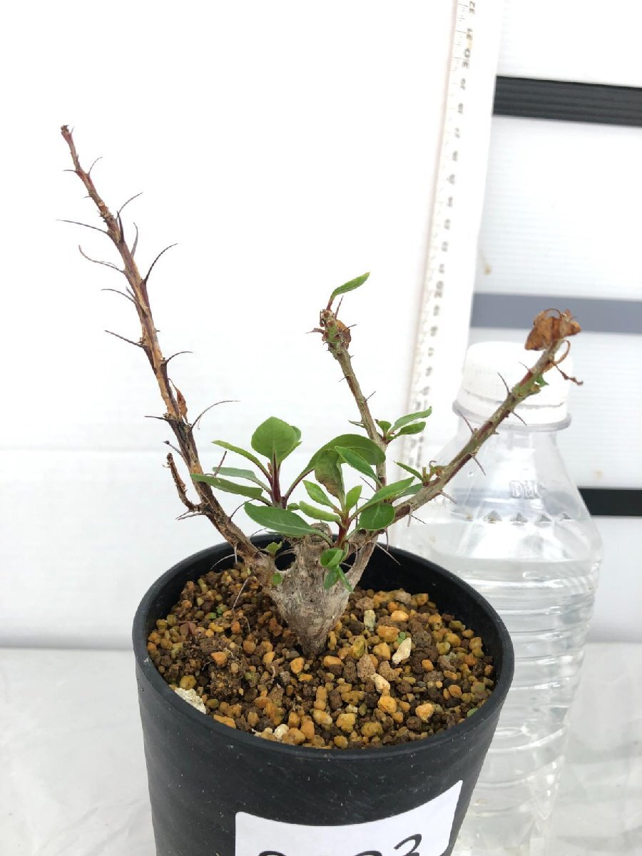 8823 「実生」フォークイエリア ファシクラータ大【発根・有望株・Fouquieria fasciculata・塊根植物・葉落ちします】