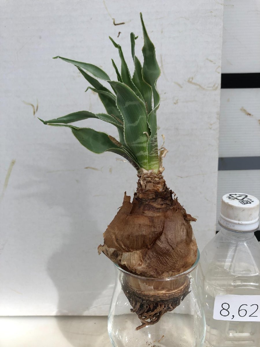 8629 「球根植物」レデボウリア 抜き苗【詳細品種不明・畑地植え株・Ledebouria】