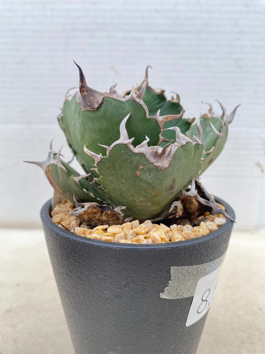 8950 「多肉植物F」アガベ チタノタ 白鯨 【発根・多肉植物・Agave Titanota White Whale】（