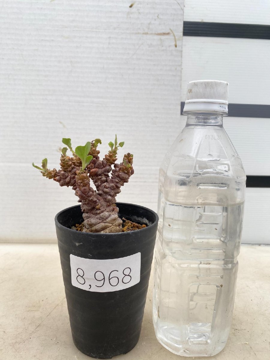 8968 「実生」オトンナ ヘレー 植え【発根・塊根植物・Othonna herrei・蛮鬼塔】