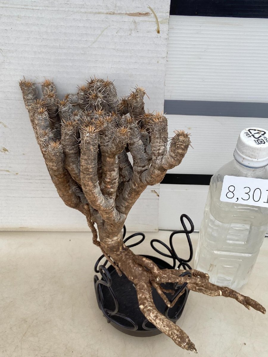 8301 「多肉植物」ユーフォルビア ギラウミニアナ　抜き苗【最新到着・Euphorbia guillauminiana・マダガスカル】